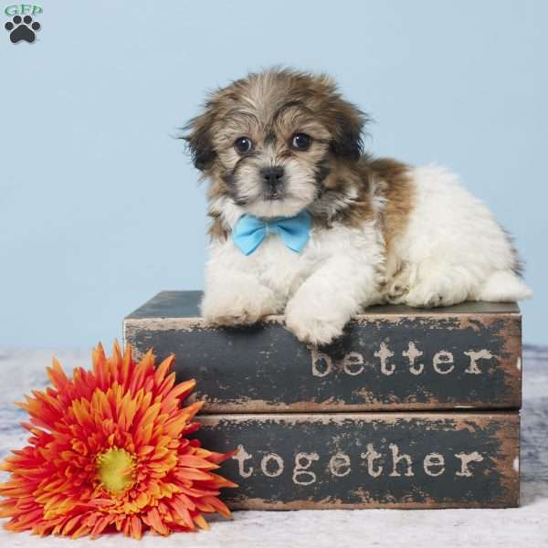 Conrad, Teddy Bear Puppy